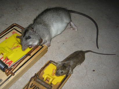 Tampa Rat Control